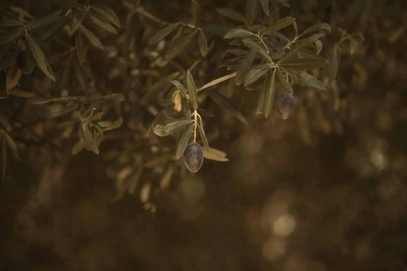Olive Farms Jebel Sifah — olive branch in warm light